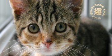 可爱的猫咪图片点位符-placekitten